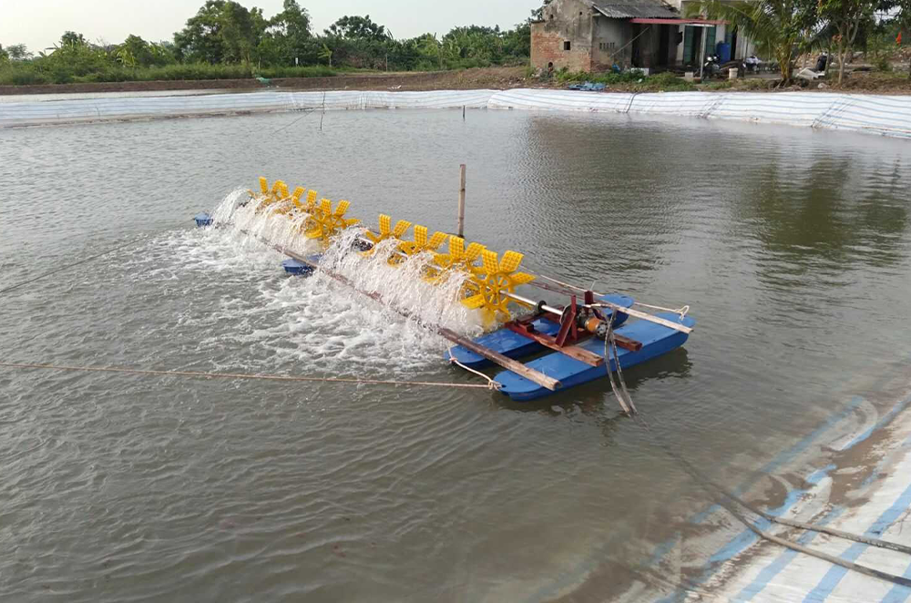 alt text thiết kế bể cá lót bạt hiệu quả, tối ưu hóa không gian nuôi trồng thủy sản